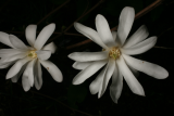 Magnolia stellata RCP3-09 285.jpg